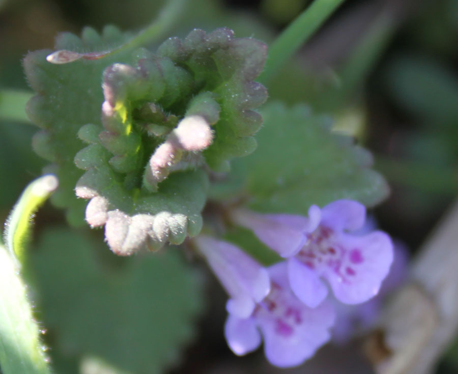 Glechoma hederacea L.